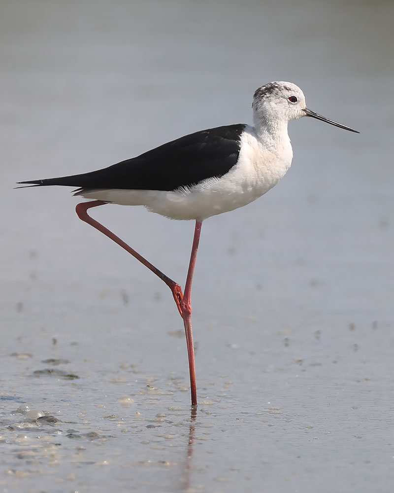 black-winged stilt